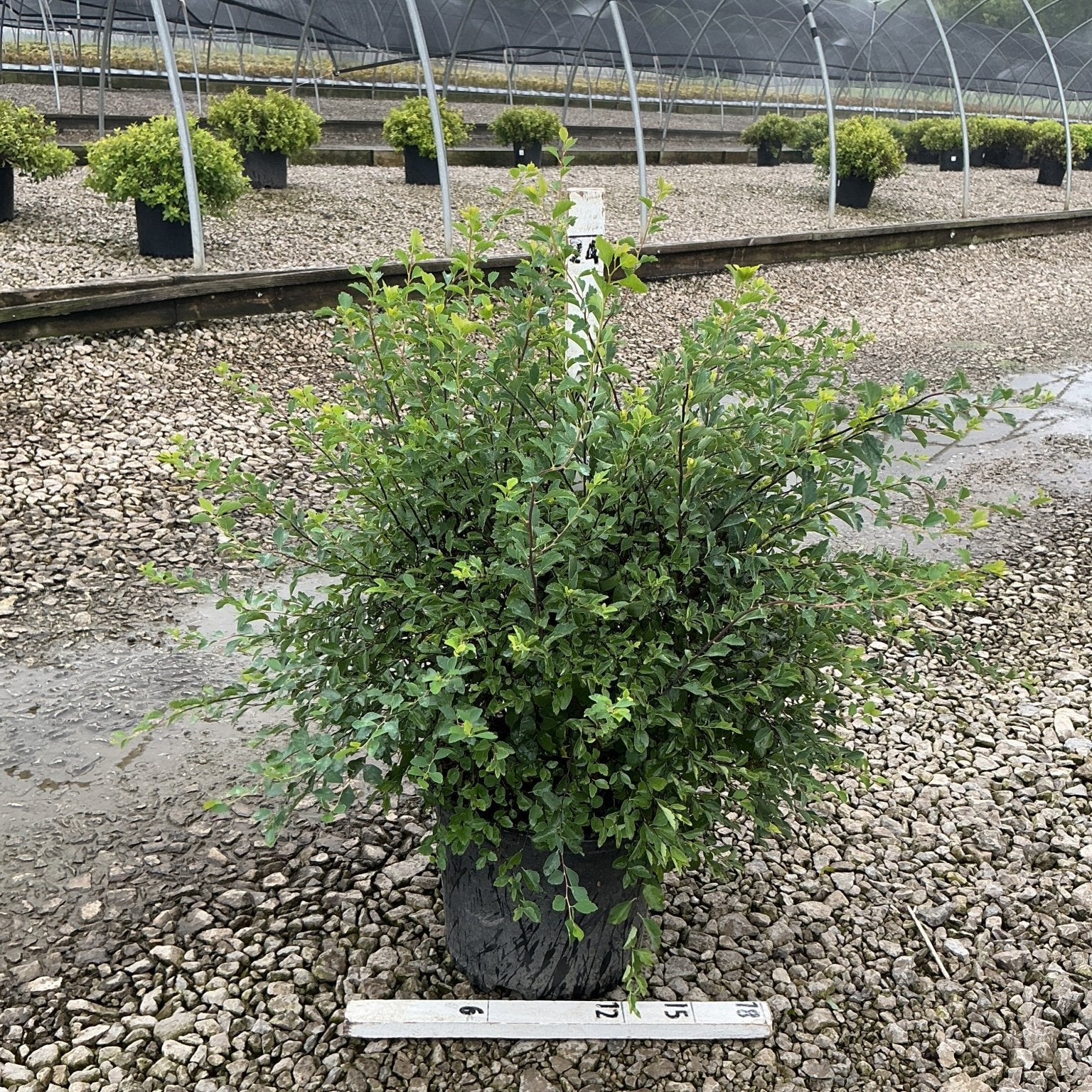 Renaissance Spirea shrub in a #3 container at a nursery, showing dense green foliage and arching stems.