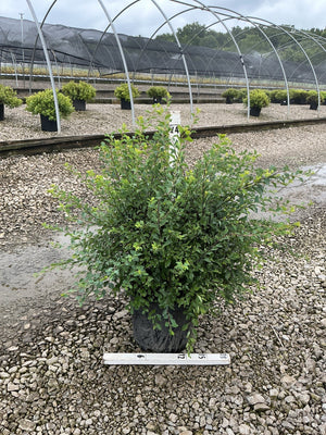 Renaissance Spirea shrub in a #3 container at a nursery, showing dense green foliage and arching stems.