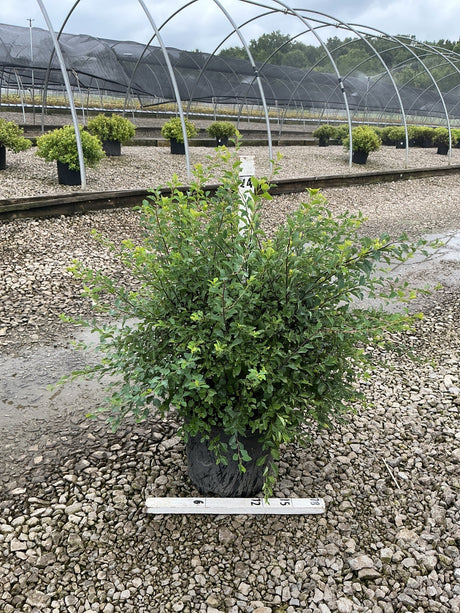 Renaissance Spirea shrub in a #3 container at a nursery, showing dense green foliage and arching stems.