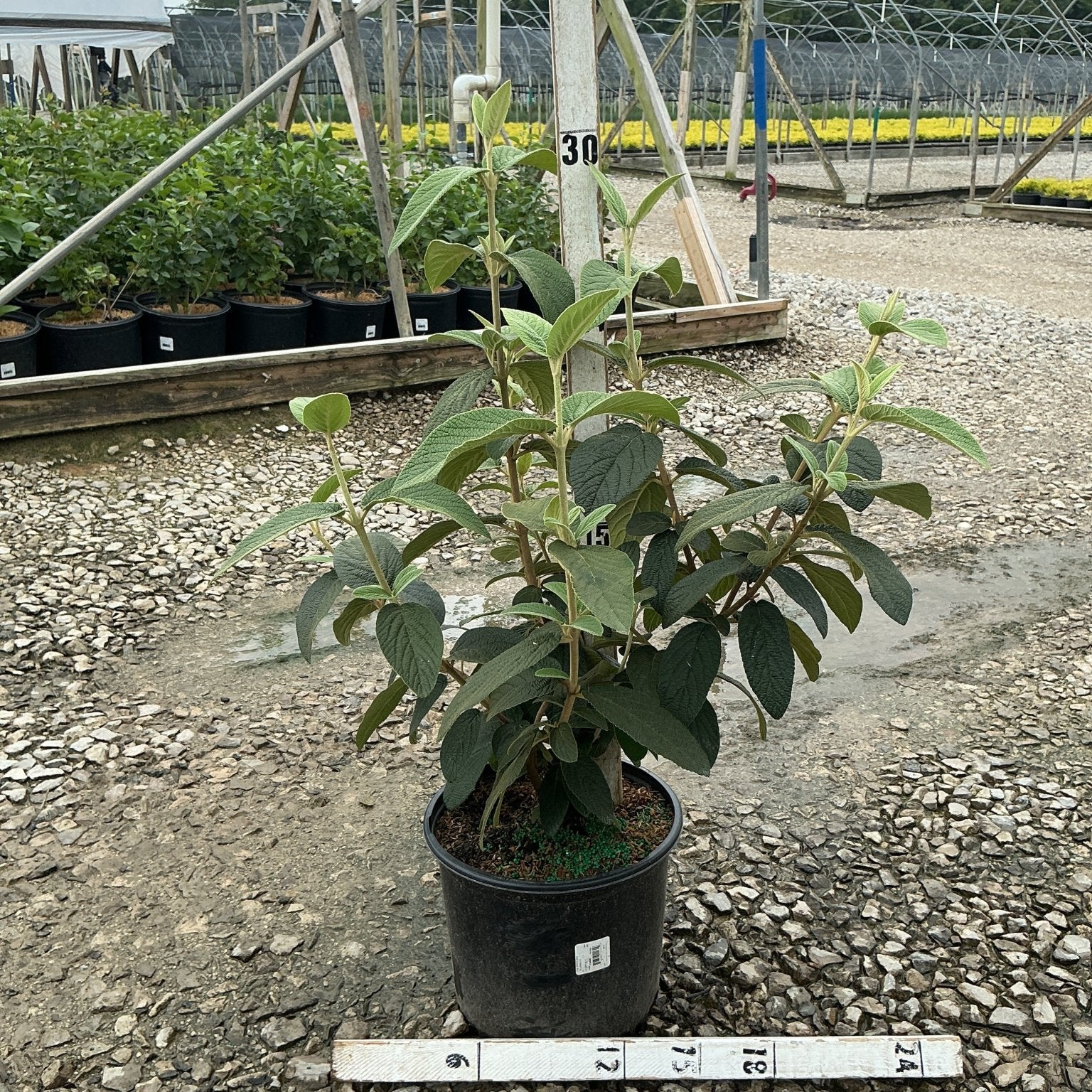 Alleghany Viburnum shrub in a #3 black nursery container, showing dense green textured foliage at a wholesale nursery.
