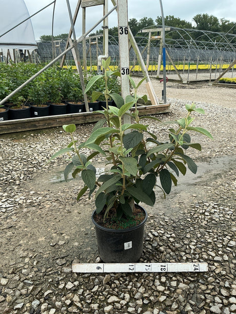 Alleghany Viburnum shrub in a #3 black nursery container, showing dense green textured foliage at a wholesale nursery.