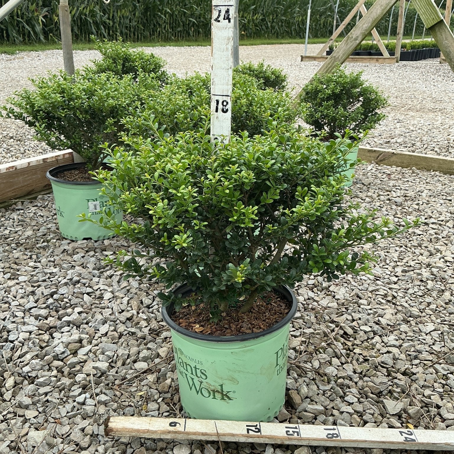 Winterscape Chilly Willy Japanese Holly shrub in a #3 container at a nursery, showing dense rounded green foliage.