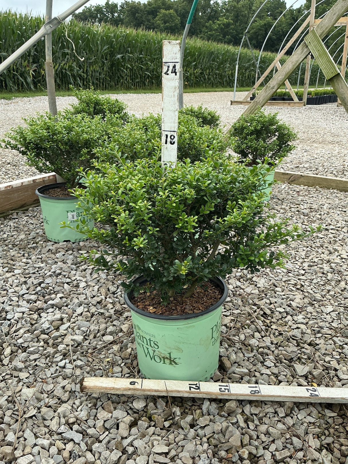 Winterscape Chilly Willy Japanese Holly shrub in a #3 container at a nursery, showing dense rounded green foliage.