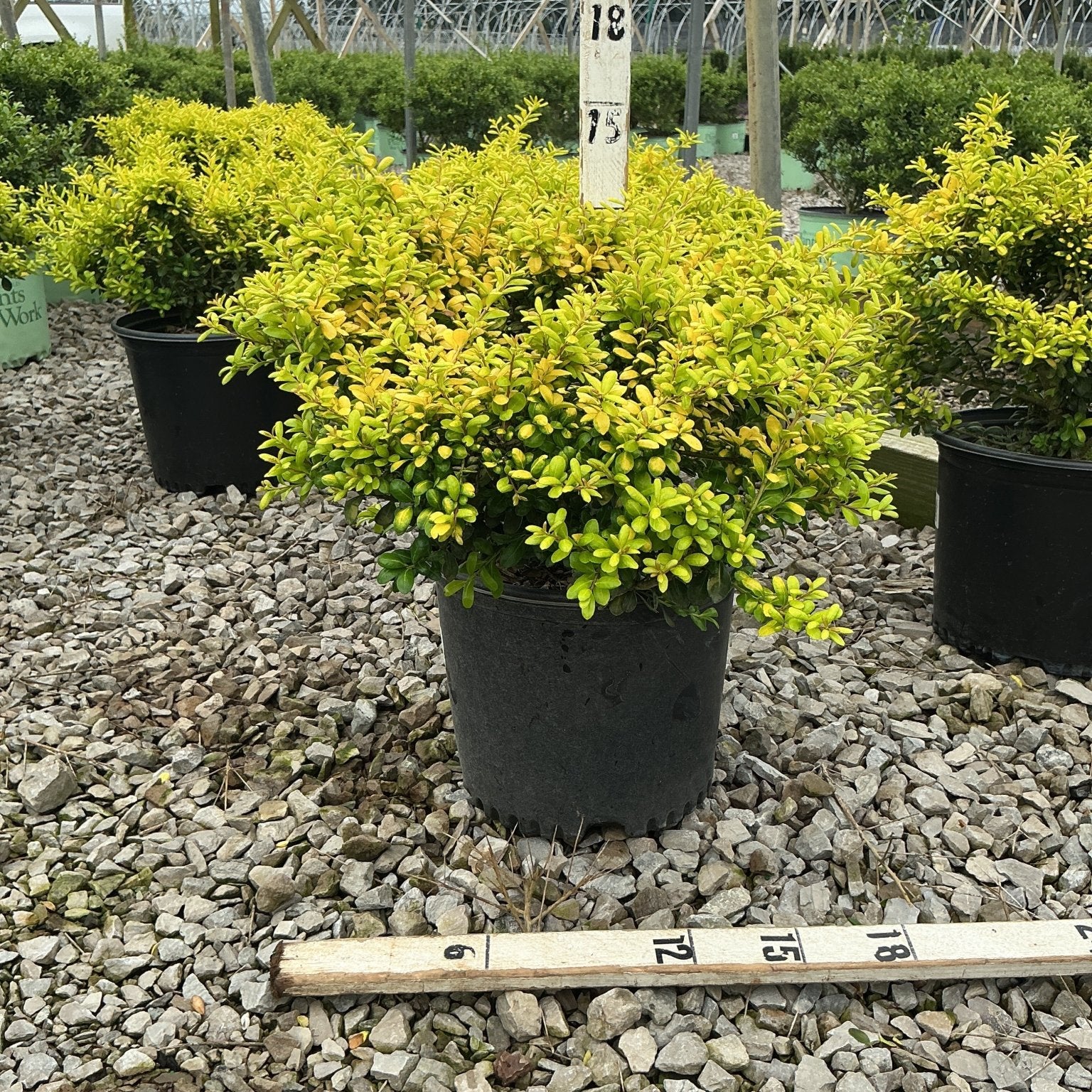 Drops of Gold Japanese Holly shrub in a #3 container showing bright golden-green foliage at a nursery.