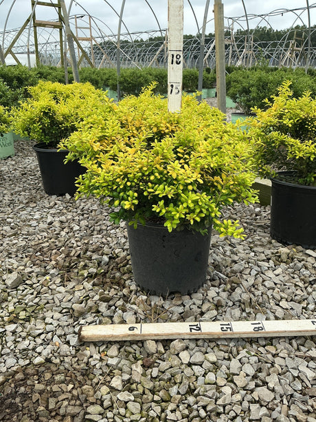 Drops of Gold Japanese Holly shrub in a #3 container showing bright golden-green foliage at a nursery.