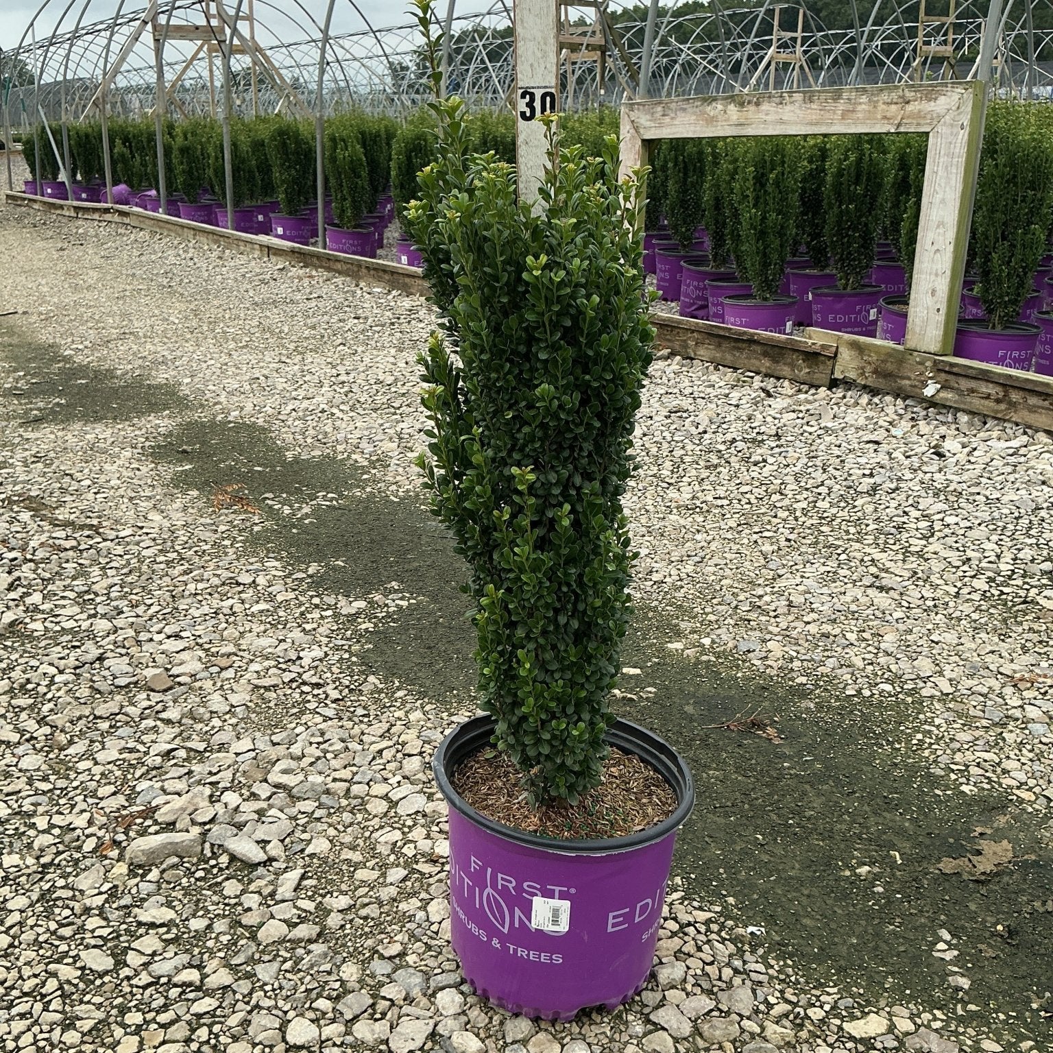 Straight and Narrow Japanese Holly in a #3 container at a nursery, showing its dense upright columnar form.