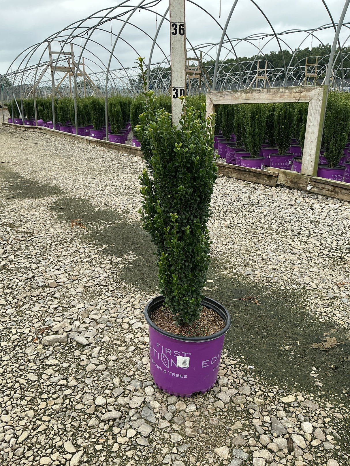 Straight and Narrow Japanese Holly in a #3 container at a nursery, showing its dense upright columnar form.