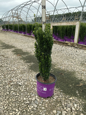 Straight and Narrow Japanese Holly in a #3 container at a nursery, showing its dense upright columnar form.