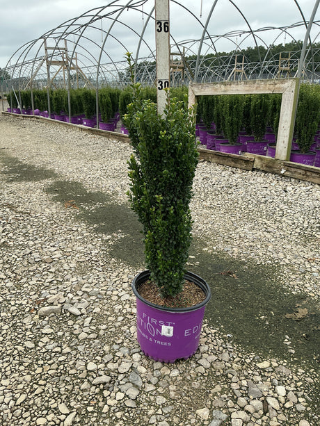 Straight and Narrow Japanese Holly in a #3 container at a nursery, showing its dense upright columnar form.