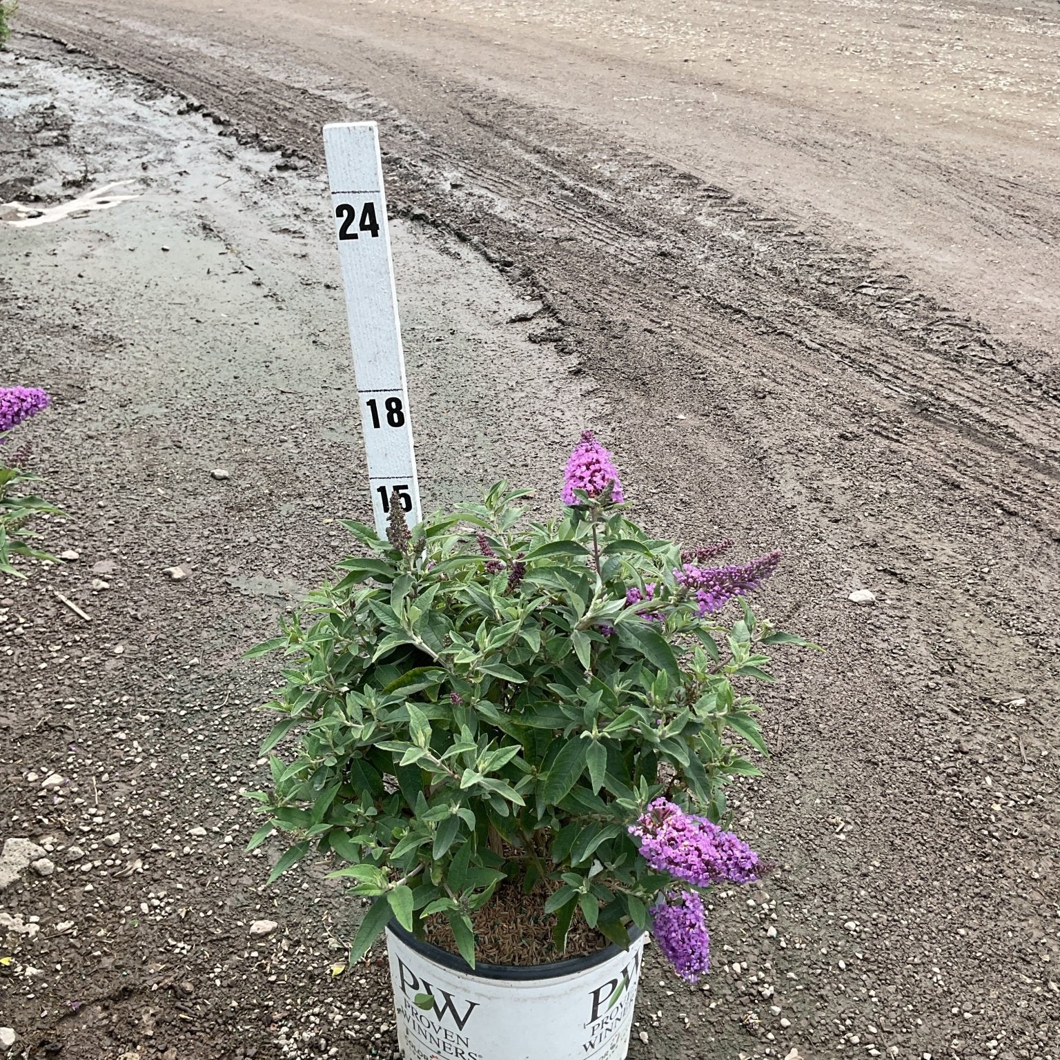 Pugster Periwinkle Butterfly Bush in a #3 Proven Winners container with purple blooms, shown next to a measurement stake at a nursery.