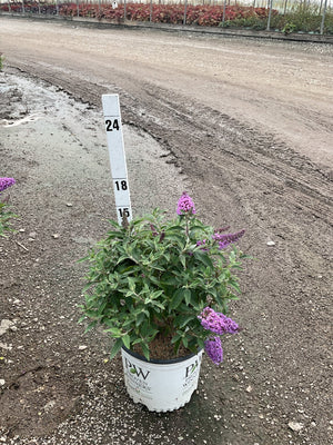 Pugster Periwinkle Butterfly Bush in a #3 Proven Winners container with purple blooms, shown next to a measurement stake at a nursery.