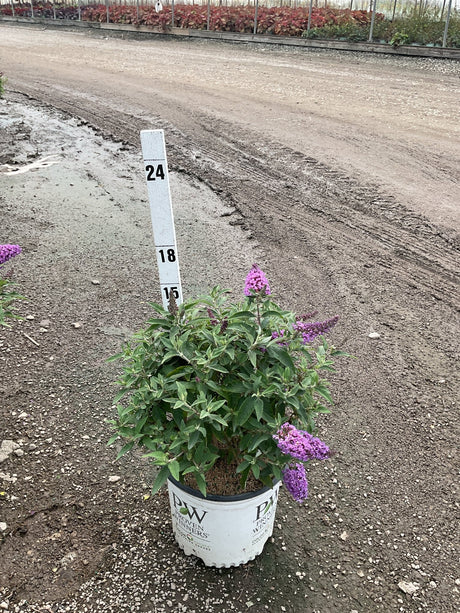 Pugster Periwinkle Butterfly Bush in a #3 Proven Winners container with purple blooms, shown next to a measurement stake at a nursery.
