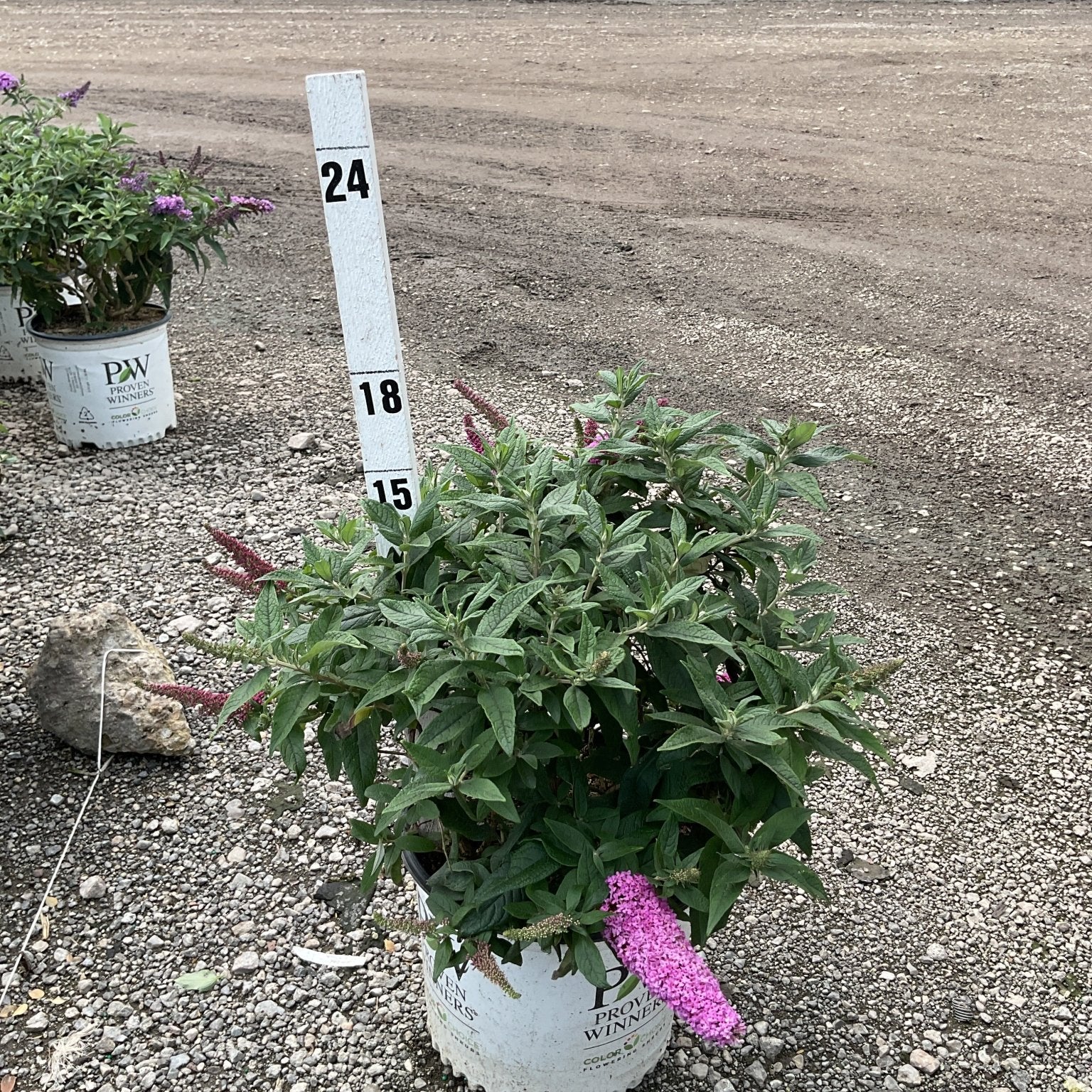 Pugster Pinker Butterfly Bush in a #3 container with pink blooms and a height marker showing 18-24 inches.