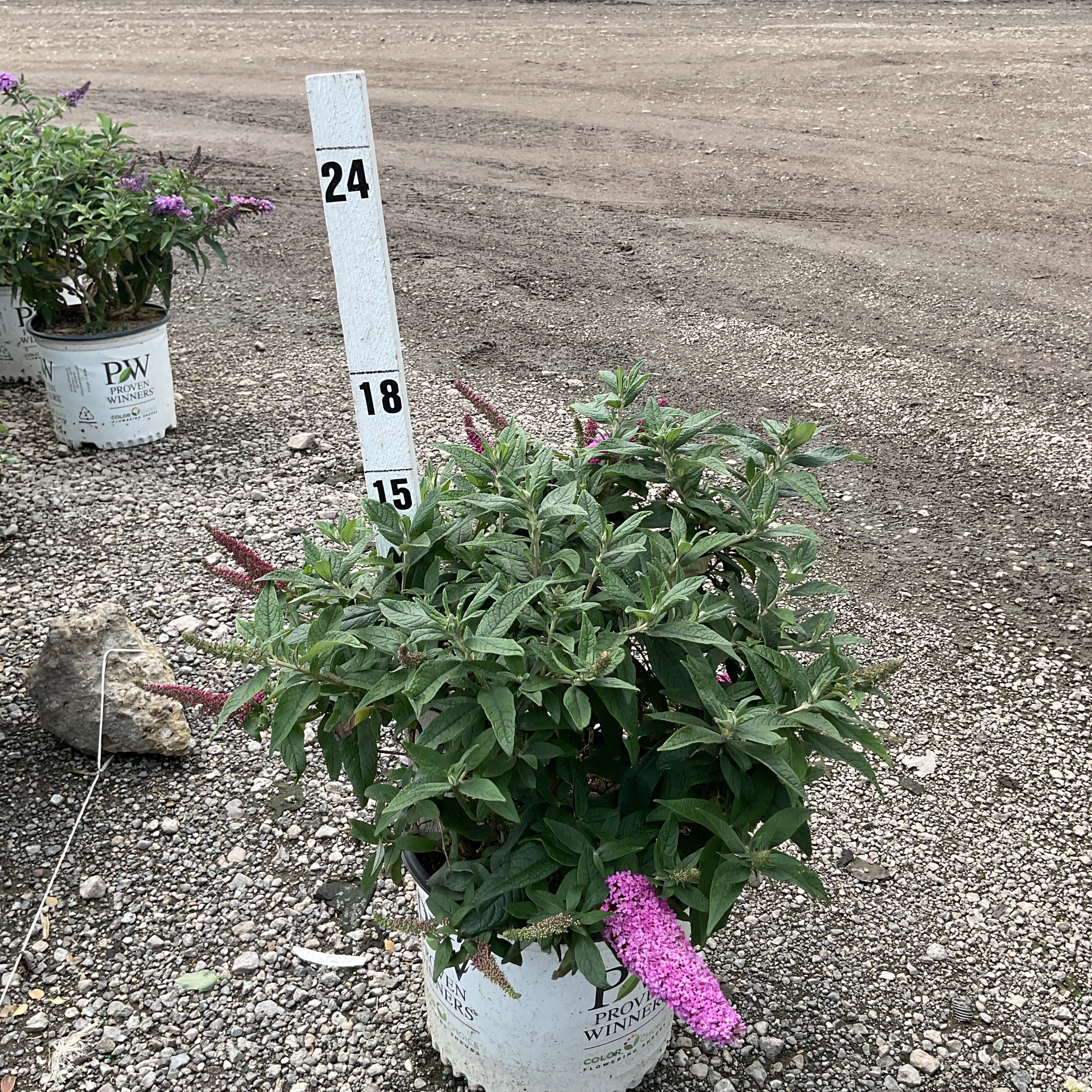 Pugster Pinker Butterfly Bush in a Proven Winners #3 container with pink blooms and a height marker showing 18 to 24 inches.