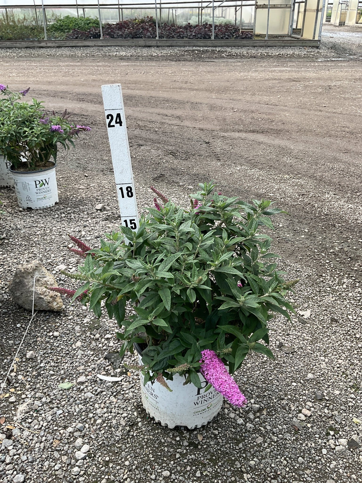 Pugster Pinker Butterfly Bush in a #3 container with pink blooms and a height marker showing 18-24 inches.