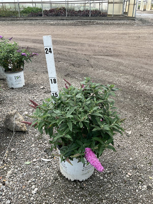 Pugster Pinker Butterfly Bush in a #3 container with pink blooms and a height marker showing 18-24 inches.