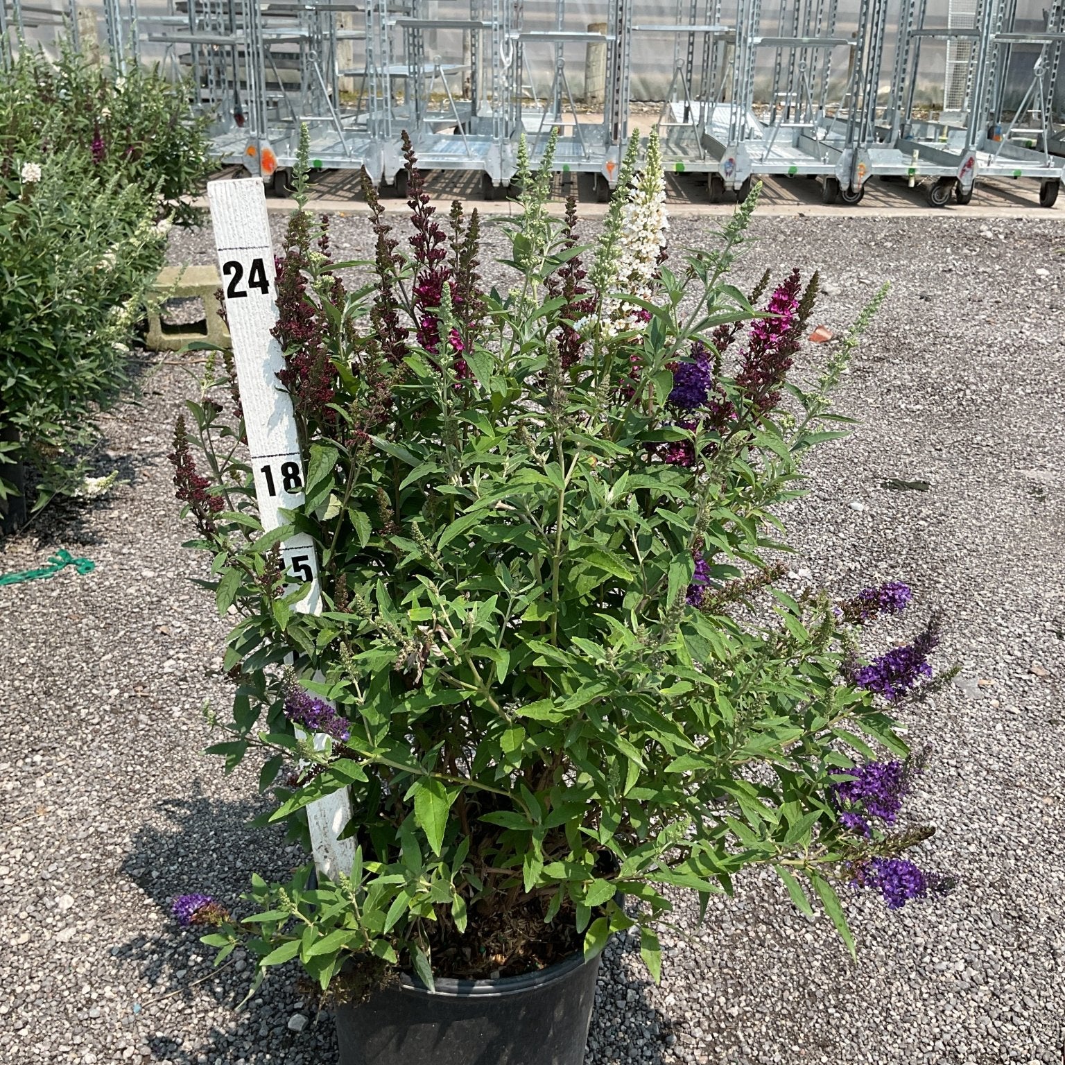 Butterfly Magic Butterfly Bush in a #3 container with mixed purple, red, and white blooms growing at a nursery.