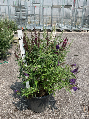 Butterfly Magic Butterfly Bush in a #3 container with mixed purple, red, and white blooms growing at a nursery.