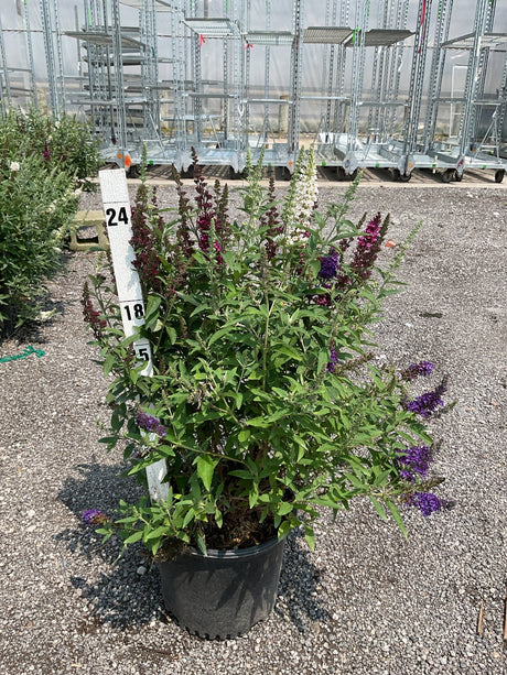 Butterfly Magic Butterfly Bush in a #3 container with mixed purple, red, and white blooms growing at a nursery.