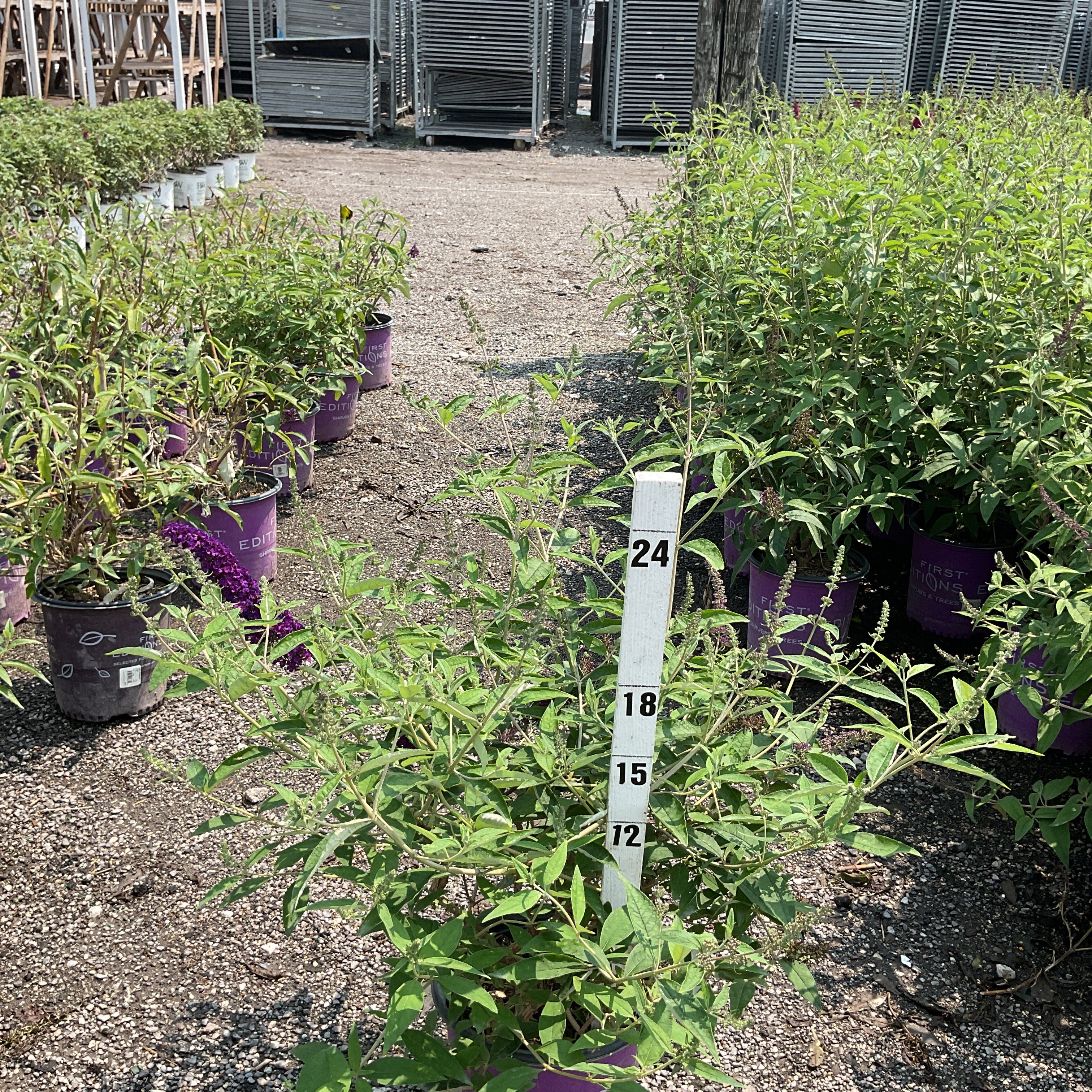 Groovy Grape Butterfly Bush in #2 containers at a nursery, showing lush green foliage and emerging purple flower spikes.