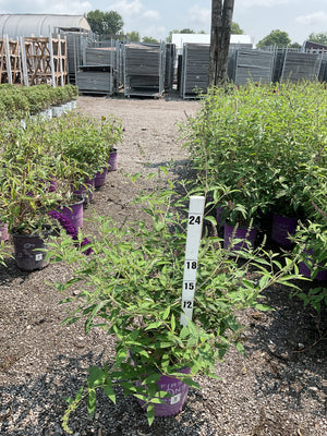 Groovy Grape Butterfly Bush in #2 containers at a nursery, showing lush green foliage and emerging purple flower spikes.