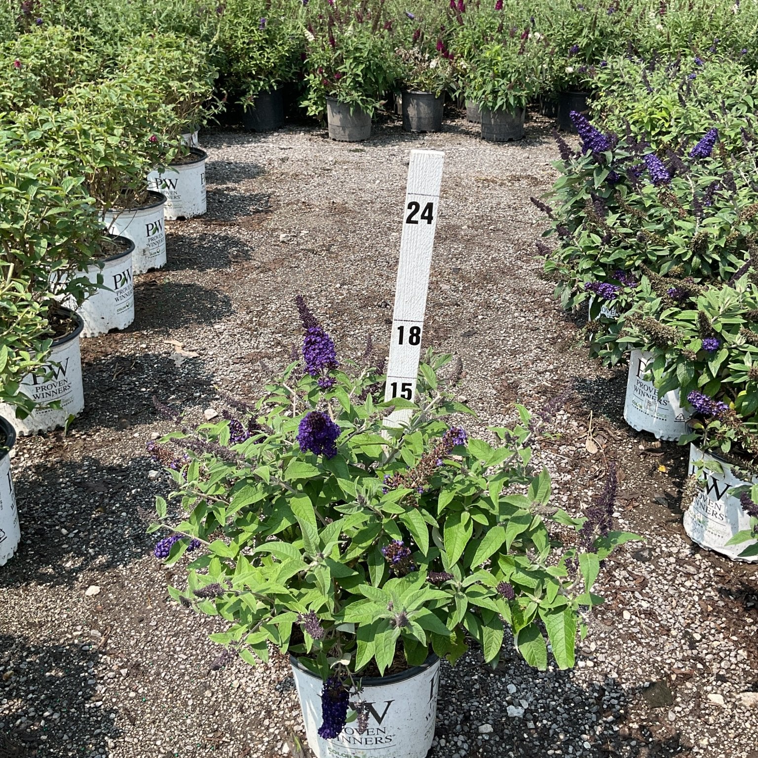 Pugster Blue Butterfly Bush in a Proven Winners container displaying deep purple blooms at a nursery trial garden.
