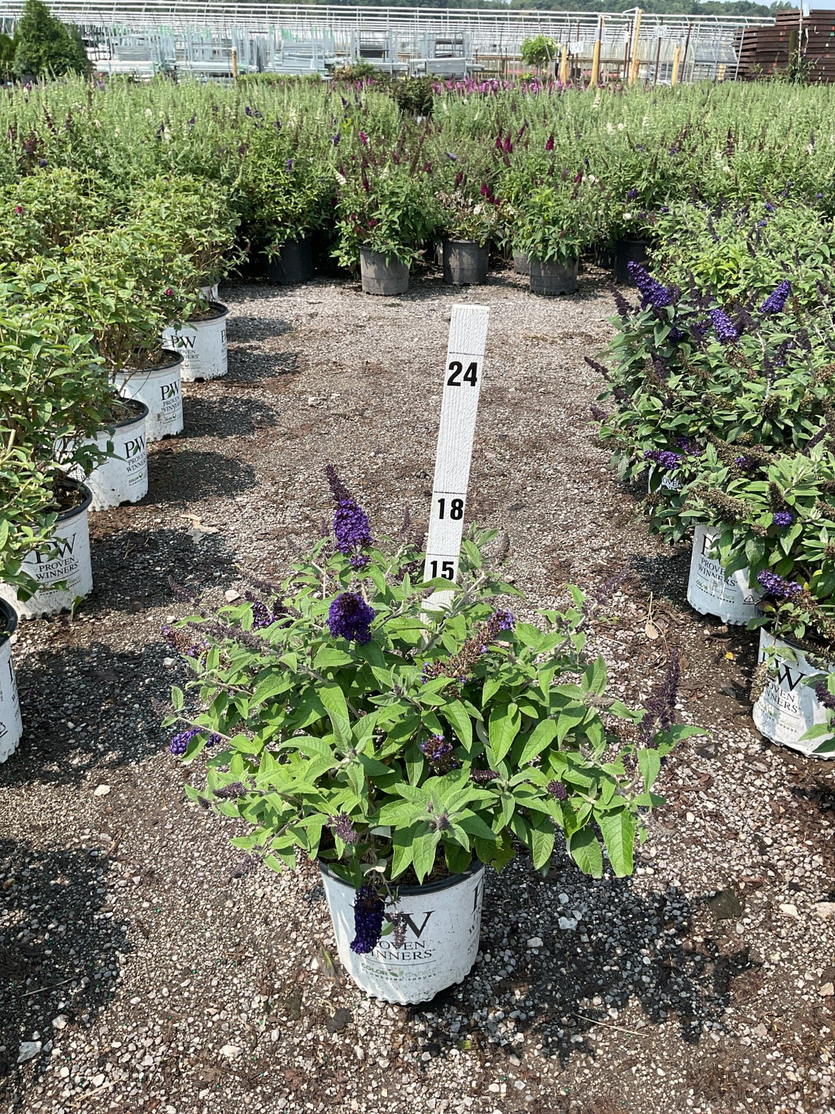 Pugster Blue Butterfly Bush in a Proven Winners container displaying deep purple blooms at a nursery trial garden.
