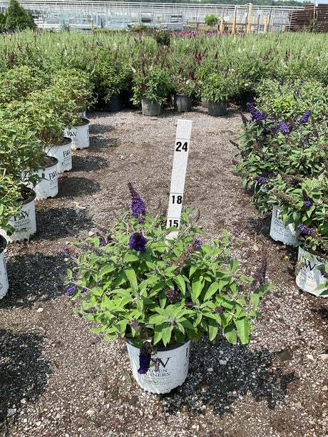 Pugster Blue Butterfly Bush in a Proven Winners container displaying deep purple blooms at a nursery trial garden.