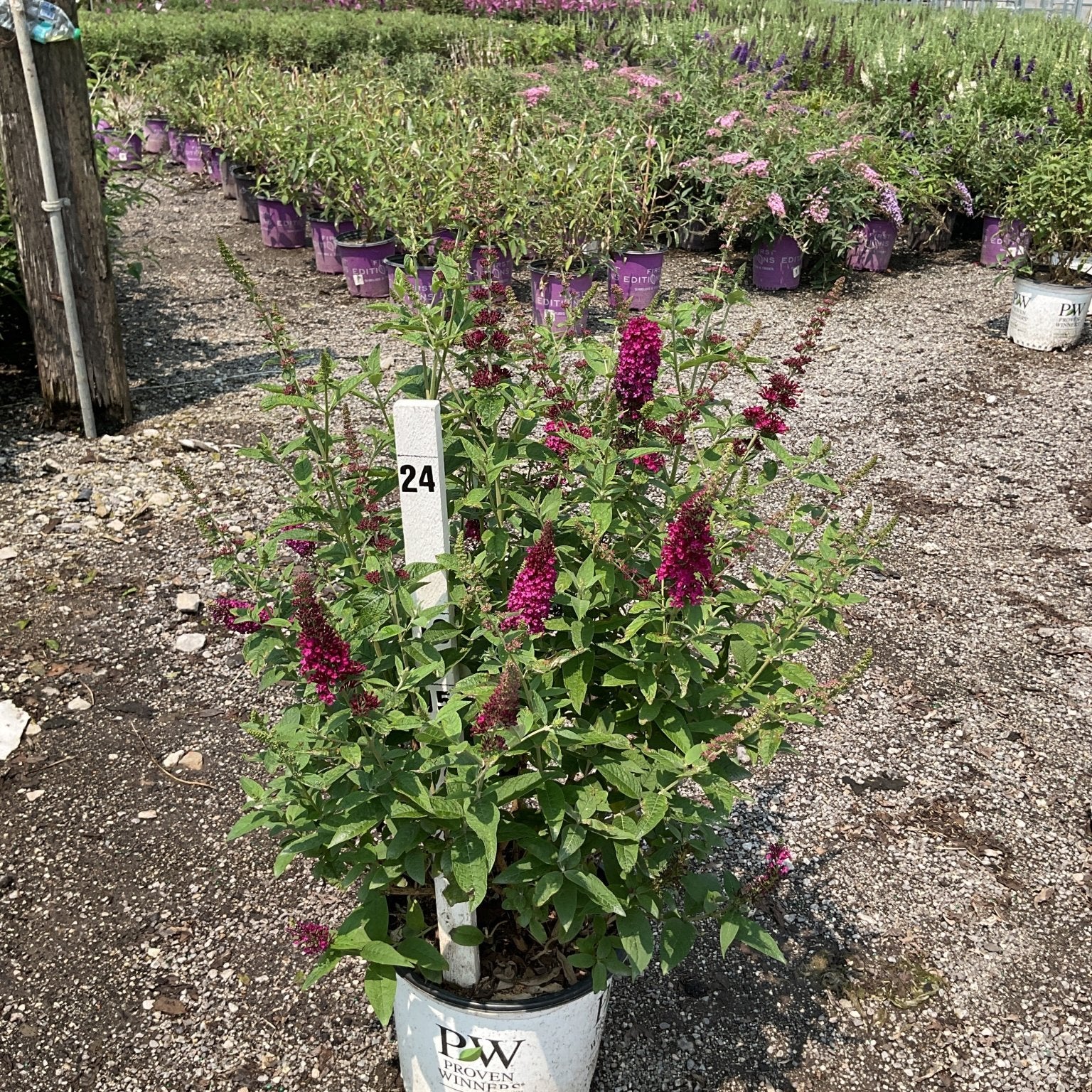 Miss Molly Butterfly Bush in a Proven Winners #3 container displaying deep magenta blooms at a nursery.