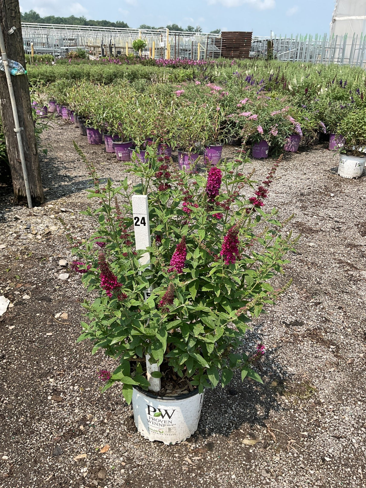 Miss Molly Butterfly Bush in a Proven Winners #3 container displaying deep magenta blooms at a nursery.