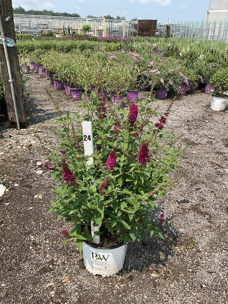 Miss Molly Butterfly Bush in a Proven Winners #3 container displaying deep magenta blooms at a nursery.
