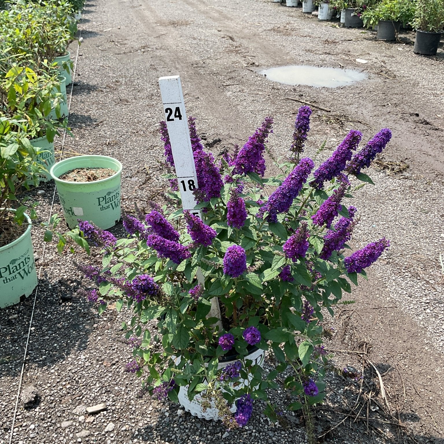 Lo & Behold Blue Chip Jr. Butterfly Bush in a container displaying dense purple flower spikes at a nursery.