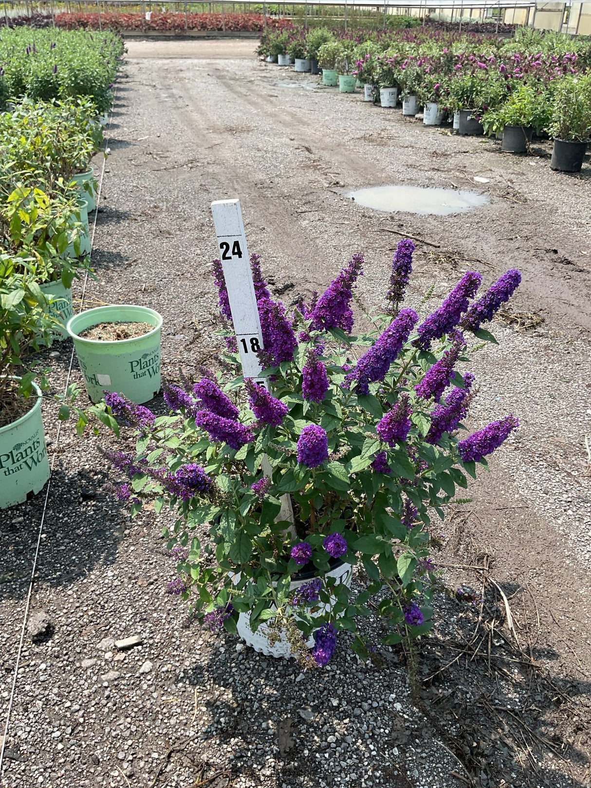 Lo & Behold Blue Chip Jr. Butterfly Bush in a container displaying dense purple flower spikes at a nursery.
