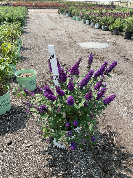 Lo & Behold Blue Chip Jr. Butterfly Bush in a container displaying dense purple flower spikes at a nursery.