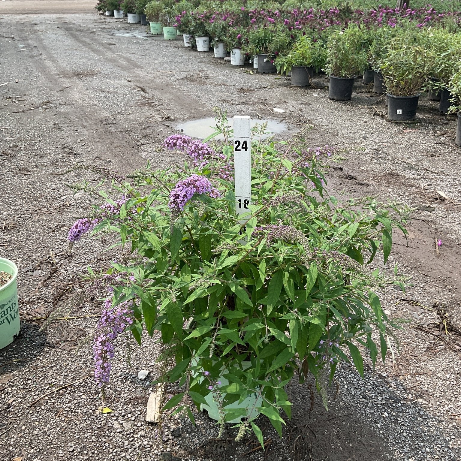 Lavender Cascade Butterfly Bush in a #3 container displaying soft purple blooms at a nursery grow yard.