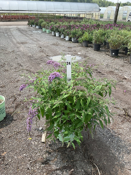 Lavender Cascade Butterfly Bush in a #3 container displaying soft purple blooms at a nursery grow yard.