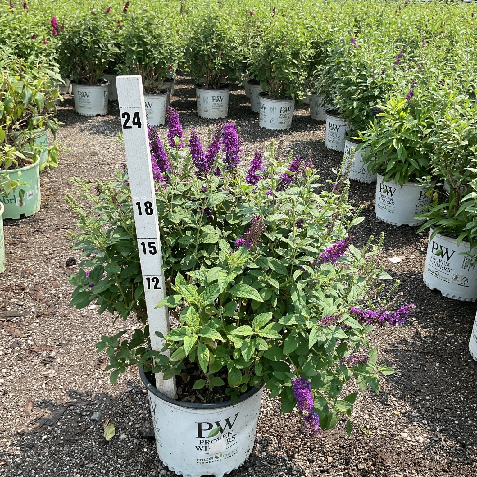 Miss Violet Butterfly Bush in a #3 Proven Winners container with purple blooms, shown at a nursery with a height measurement stake.