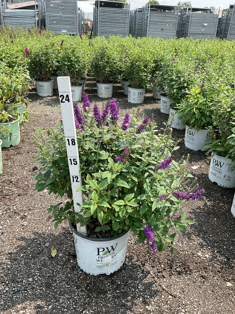 Miss Violet Butterfly Bush in a #3 Proven Winners container with purple blooms, shown at a nursery with a height measurement stake.