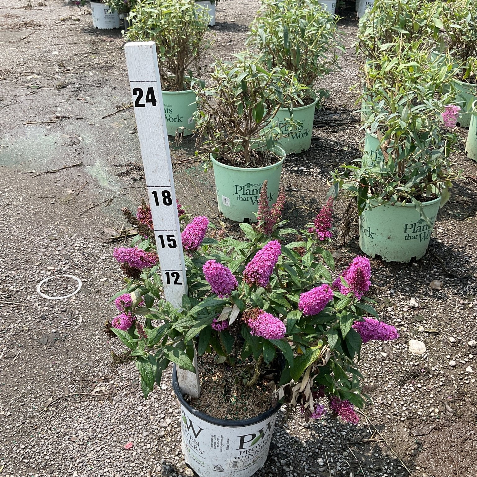 Pugster Pinker Butterfly Bush in a #2 container displaying dense pink blooms, shown next to a measurement stake at a nursery.