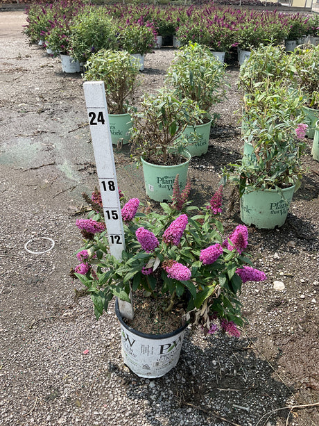 Pugster Pinker Butterfly Bush in a #2 container displaying dense pink blooms, shown next to a measurement stake at a nursery.