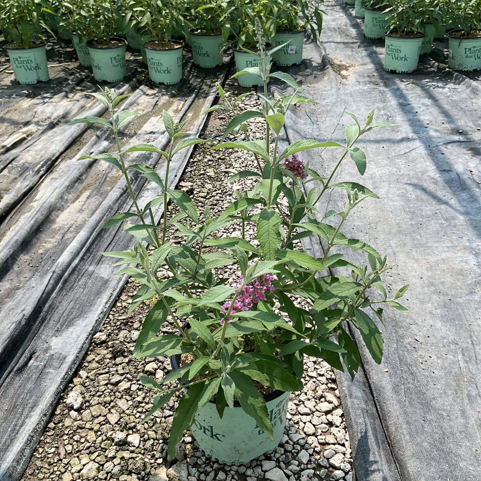 BiColor Butterfly Bush in a #1 container showing pink blooms and green foliage at a nursery growing facility.