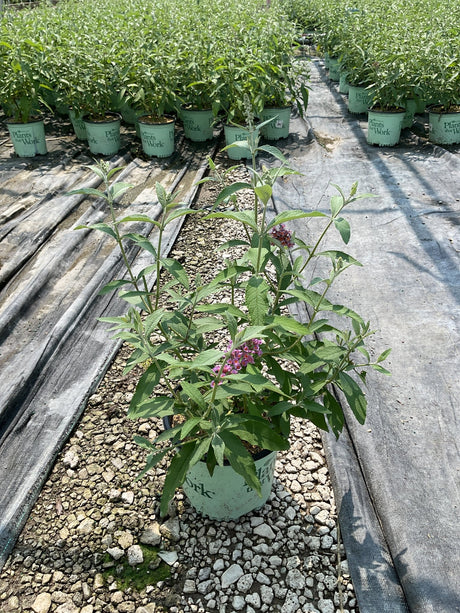 BiColor Butterfly Bush in a #1 container showing pink blooms and green foliage at a nursery growing facility.