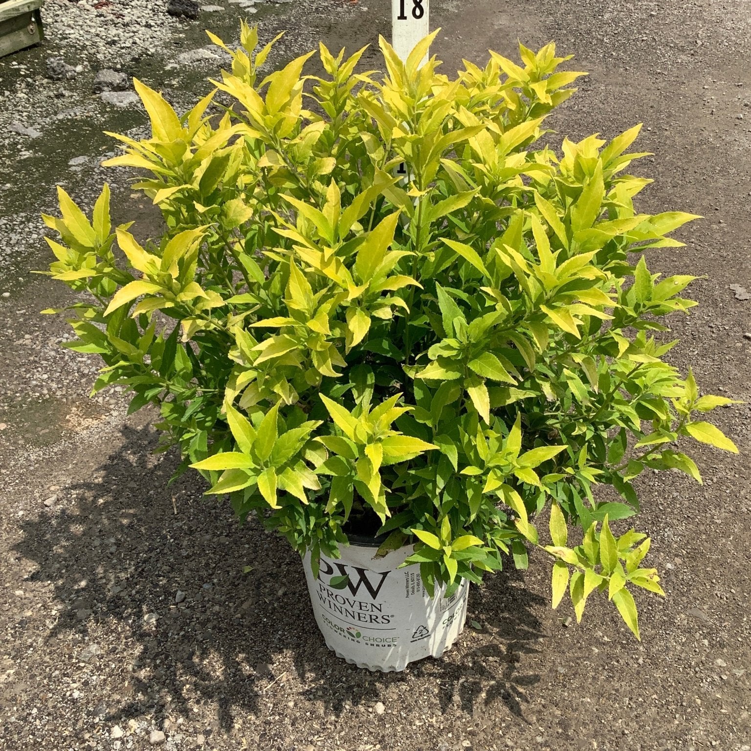 Chardonnay Pearls Deutzia shrub in a Proven Winners #2 container showing bright gold and green foliage.