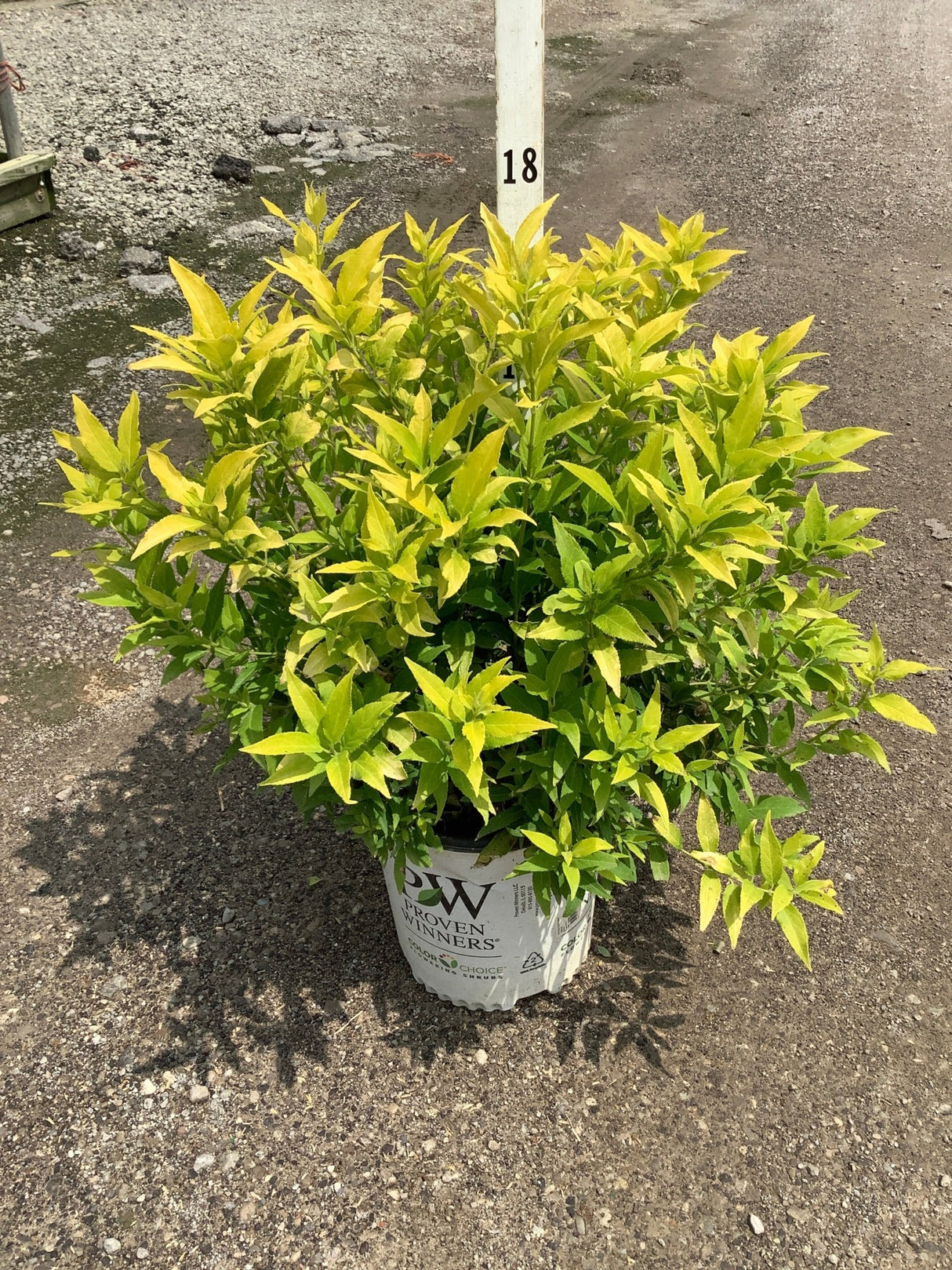 Chardonnay Pearls Deutzia shrub in a Proven Winners #2 container showing bright gold and green foliage.