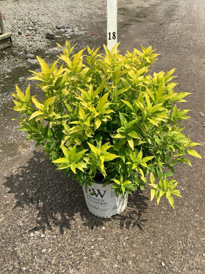 Chardonnay Pearls Deutzia shrub in a Proven Winners #2 container showing bright gold and green foliage.