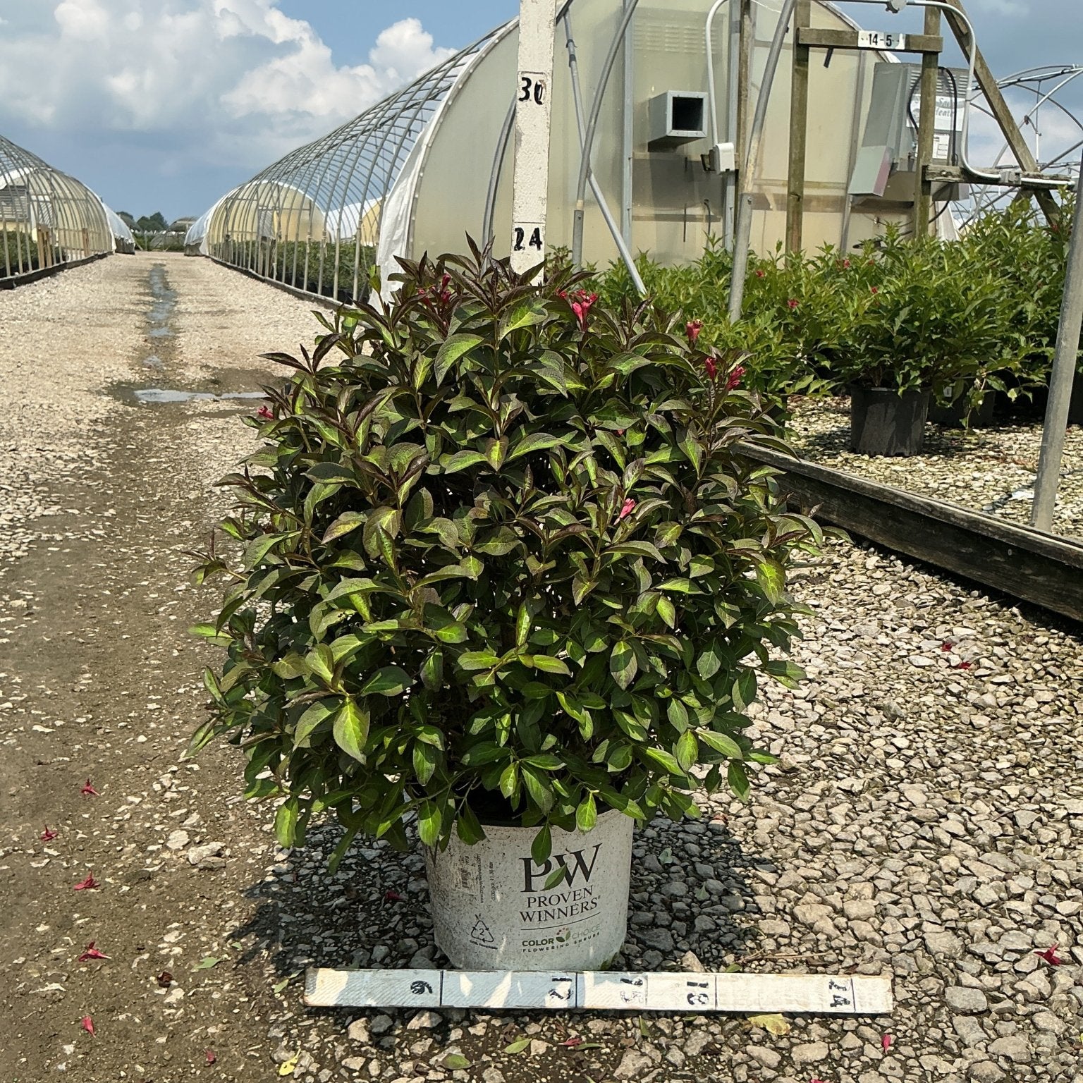 Vinho Verde Weigela shrub in a Proven Winners #3 container showing dark bronze-green foliage at a nursery greenhouse.