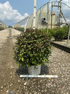 Vinho Verde Weigela shrub in a Proven Winners #3 container showing dark bronze-green foliage at a nursery greenhouse.