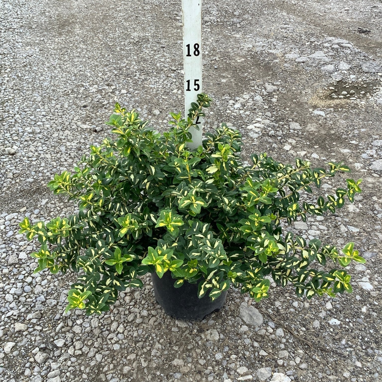 Moonshadow Wintercreeper Euonymus in a #2 container showing dense variegated green and yellow foliage habit.