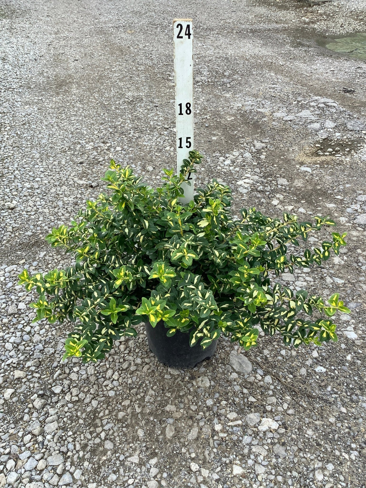 Moonshadow Wintercreeper Euonymus in a #2 container showing dense variegated green and yellow foliage habit.