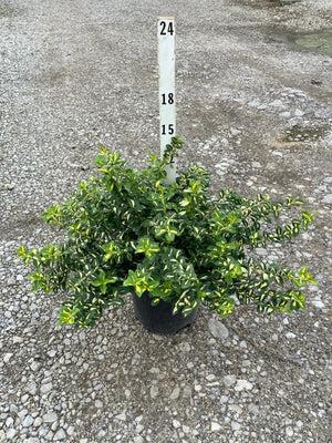 Moonshadow Wintercreeper Euonymus in a #2 container showing dense variegated green and yellow foliage habit.
